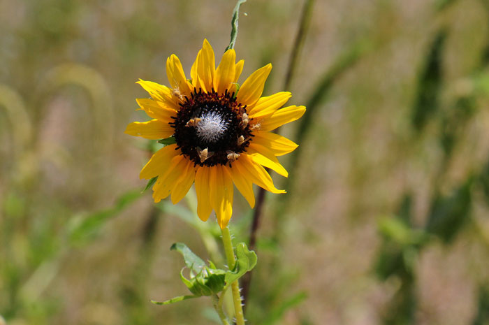 Prairie Sunflower flowers are borne on terminal tips of branches or stems. In North America there are about 62 species for the sunflower genus, Helianthus, and more (71) species world-wide. Note the Bee Flies (Bombylius sp.) hovering over the disk florets. Helianthus petiolaris